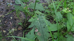Cirsium oleraceum