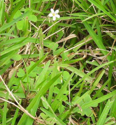 Goatbell Sorrel (Oxalis tragopoda)