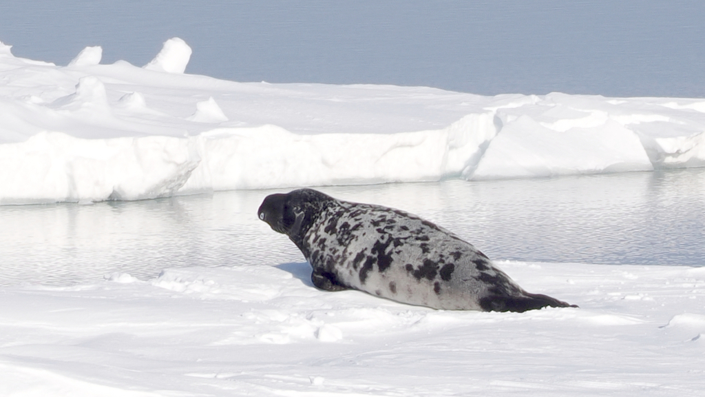 Hooded seal with a dark spotted grey coat resting on the ice