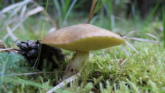 Suillus granulatus