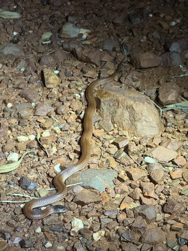 Photo of a Pilbara Hooded Snake (Suta gaikhorstorum)