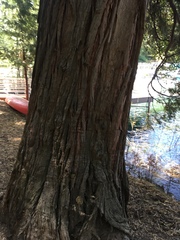 Calocedrus decurrens