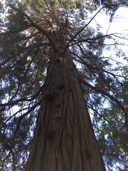 Calocedrus decurrens