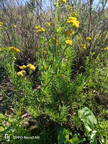 Stink Vleiweed (Nidorella foetida)