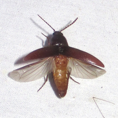 Diplostethus