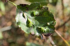 Taphrina tosquinetii