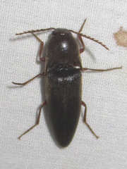 Diplostethus