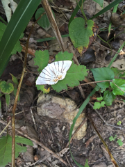 Myrteta angelica