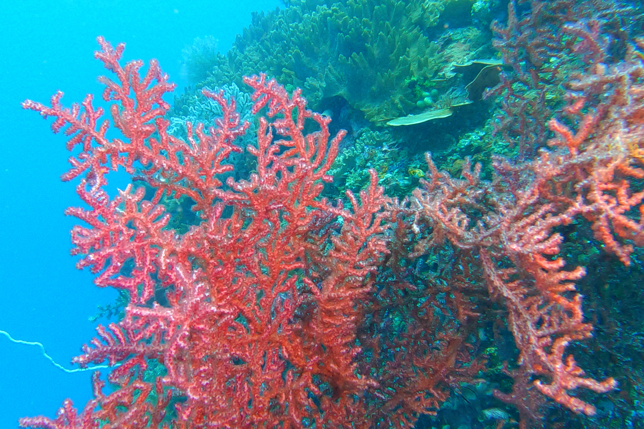 Muricella plectana Grasshoff, 1999