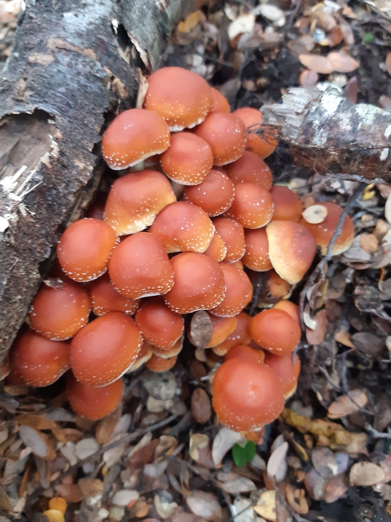 Hypholoma australianum · May 2025 · photo: © georgecox (iNaturalist, cc0)