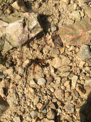 Oreumenes decoratus