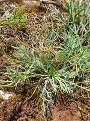Seseli rigidum