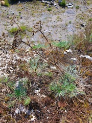 Seseli rigidum