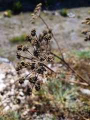 Seseli rigidum
