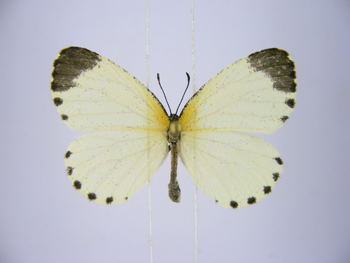 Mylothrid Pentila