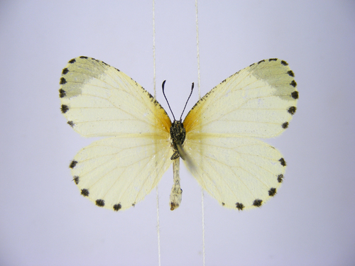 Mylothrid Pentila