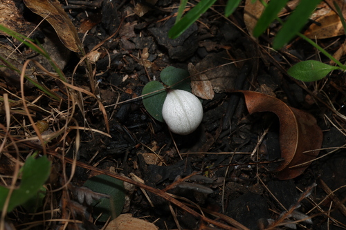 Image of Corybas barbarae by (c) Greg Tasney, some rights reserved (CC BY-SA)