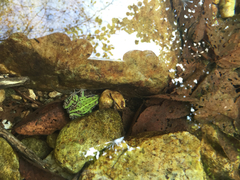 Pelophylax nigromaculatus
