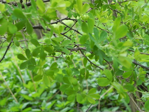 Наблюдение на iNaturalist