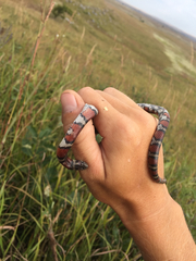 Lampropeltis gentilis