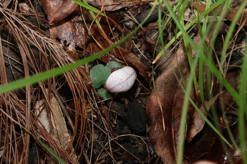Image of Corybas barbarae by (c) Greg Tasney, some rights reserved (CC BY-SA)