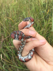 Lampropeltis gentilis