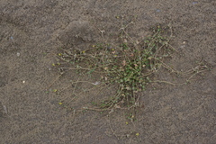 Ranunculus hyperboreus