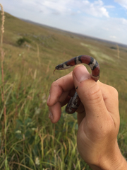 Lampropeltis gentilis