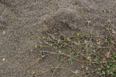 Ranunculus hyperboreus