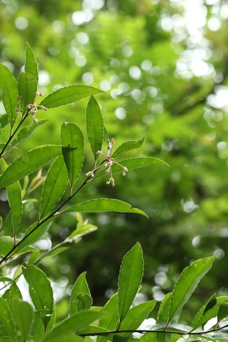 Ardisia hanceana, photograph 2