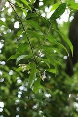 Ardisia hanceana, photograph author not stated, no rights reserved