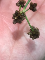 Scirpus hattorianus
