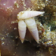Bouchetriphora pallida image