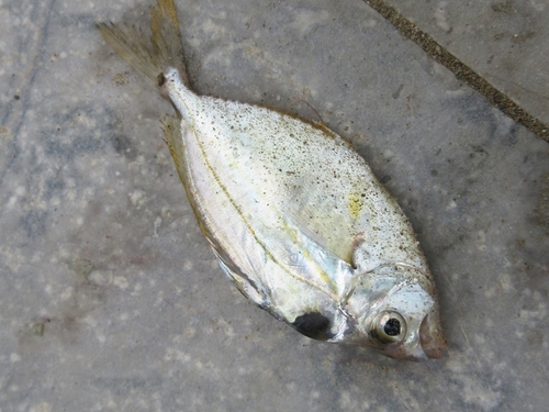 Ponyfish (Nuchequula nuchalis) — Leiognathidae