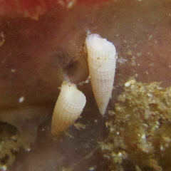 Bouchetriphora pallida
