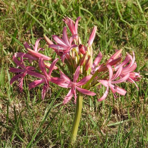 Albany Candelabra (Brunsvigia gregaria)