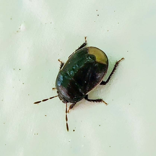 Bordered Shieldbug, Paddepoel-Zuid, Groningen, Netherlands, photo 4 of 10