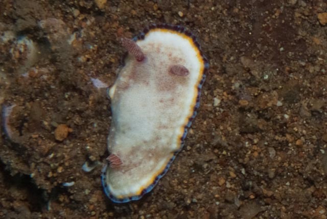 Goniobranchus preciosus