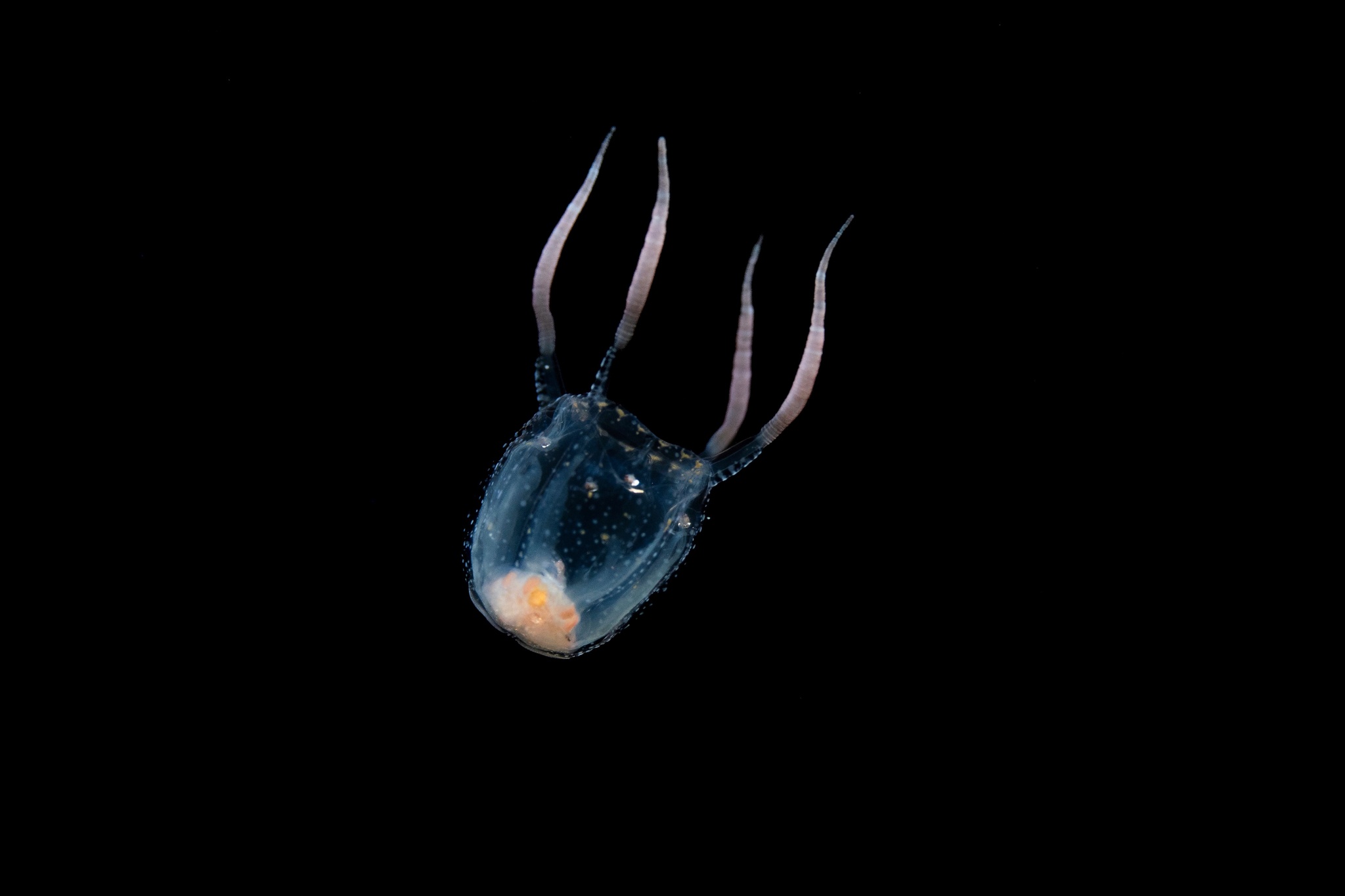 Copula sivickisi (Stiasny, 1926)