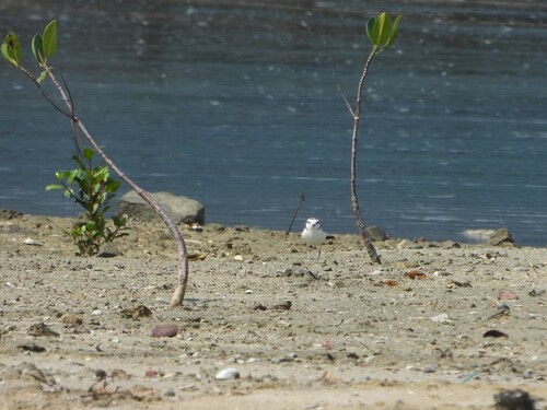 White-faced Plover (Anarhynchus dealbatus), photo 10