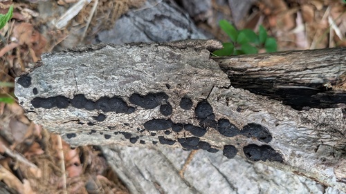 Annulohypoxylon truncatum