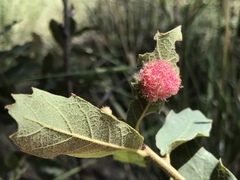 Cynips quercusnubila