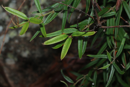 Image of Oxylobium arborescens by (c) Greg Tasney, some rights reserved (CC BY-SA)