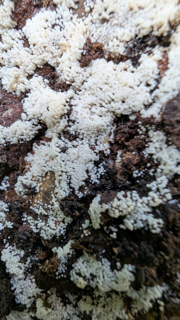 Henningsomyces candidus · May 2025 · photo: © atsushi_nakajima_cirque (iNaturalist, cc-by)