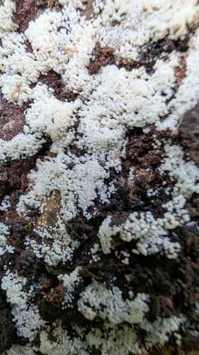 Henningsomyces candidus