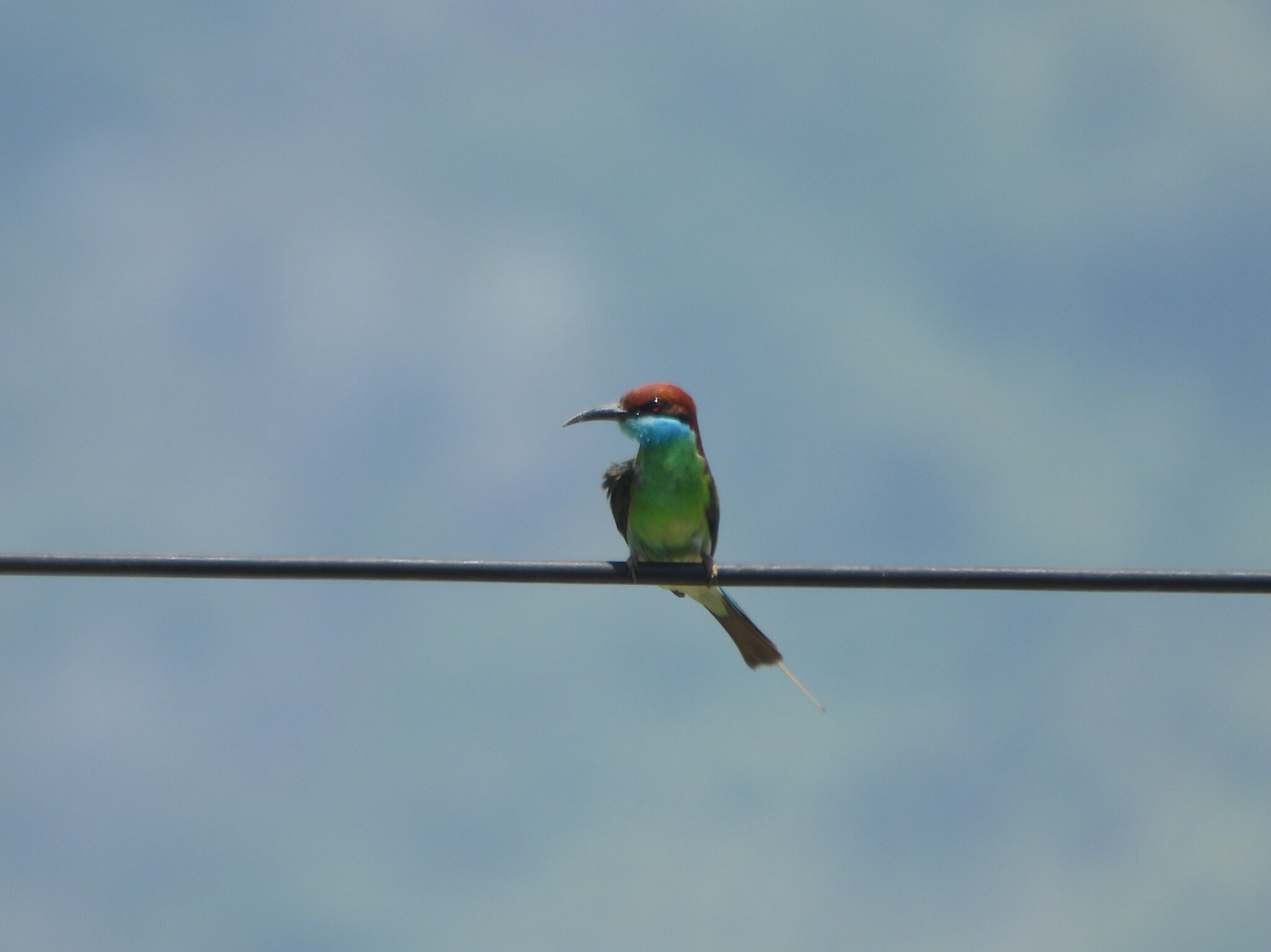 Blue-throated Bee-eater