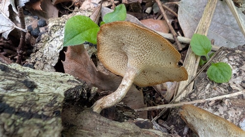 Lentinus arcularius
