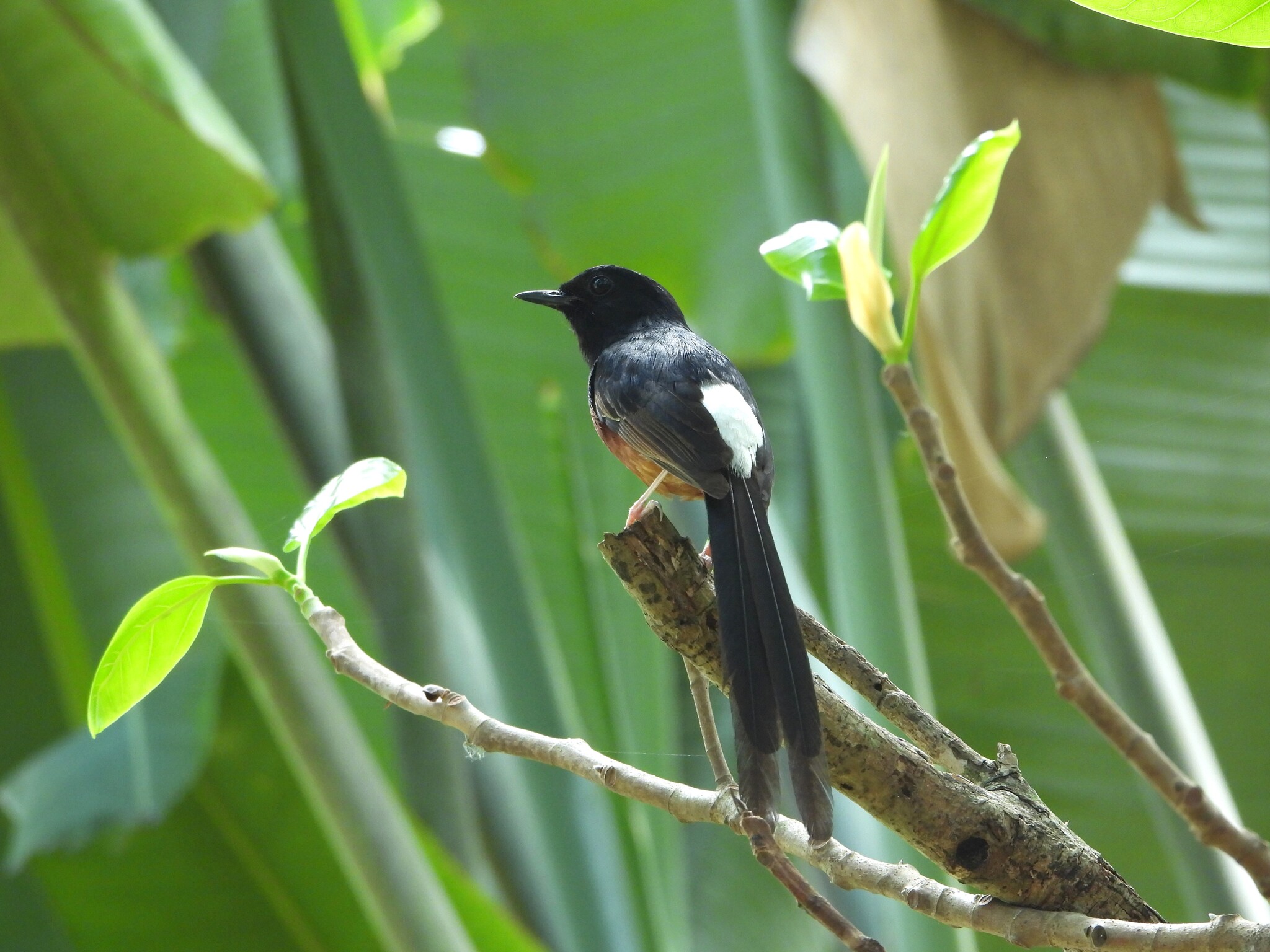 White-rumped Shama