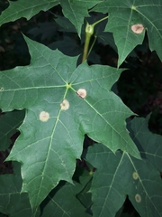 Cristulariella depraedans
