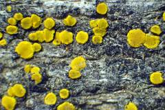 Candelariella antennaria